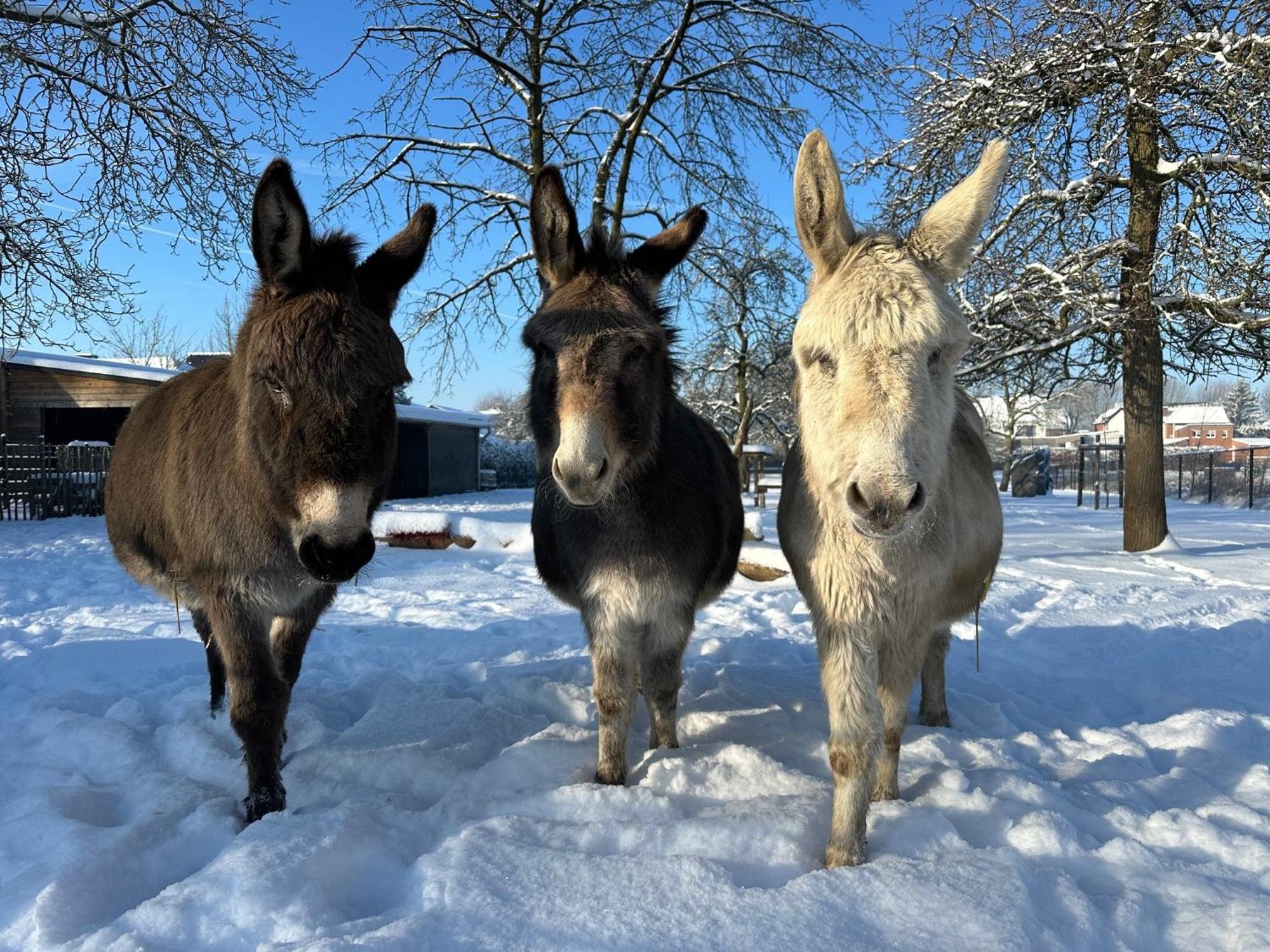 Luna Logies Lanaken Exteriér fotografie